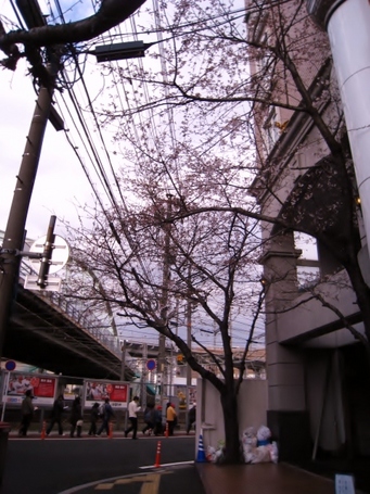 桜0403.JPG